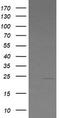 Leucine Zipper And CTNNBIP1 Domain Containing antibody, TA505858S, Origene, Western Blot image 