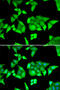 Tripartite Motif Containing 27 antibody, 22-195, ProSci, Immunofluorescence image 