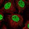 Ring Finger Protein 40 antibody, HPA054227, Atlas Antibodies, Immunofluorescence image 