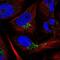 Coiled-Coil Domain Containing 190 antibody, NBP1-82672, Novus Biologicals, Immunofluorescence image 