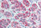Nanos C2HC-Type Zinc Finger 1 antibody, MBS242491, MyBioSource, Immunohistochemistry paraffin image 