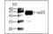 Criptosporidium Immunodominant antigen Cp23 antibody, MBS837858, MyBioSource, Western Blot image 