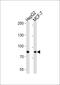Ubiquitin Specific Peptidase 51 antibody, PA5-35274, Invitrogen Antibodies, Western Blot image 