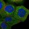 Methyltransferase Like 25 antibody, NBP1-82105, Novus Biologicals, Immunofluorescence image 