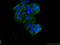 Fibroblast growth factor receptor substrate 2 antibody, 66263-1-Ig, Proteintech Group, Immunofluorescence image 
