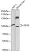 Dihydropyrimidine Dehydrogenase antibody, GTX54023, GeneTex, Western Blot image 