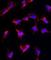 Nanos C2HC-Type Zinc Finger 1 antibody, abx027788, Abbexa, Western Blot image 