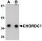 Cysteine and histidine-rich domain-containing protein 1 antibody, PA5-20890, Invitrogen Antibodies, Western Blot image 