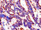 FKBP Prolyl Isomerase 6 antibody, CSB-PA008702LA01HU, Cusabio, Immunohistochemistry frozen image 