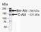 ABL Proto-Oncogene 1, Non-Receptor Tyrosine Kinase antibody, 41-2900, Invitrogen Antibodies, Western Blot image 