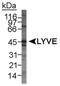 Lymphatic Vessel Endothelial Hyaluronan Receptor 1 antibody, NB100-726, Novus Biologicals, Western Blot image 