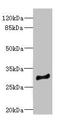 Myeloid Leukemia Factor 1 antibody, orb40812, Biorbyt, Western Blot image 