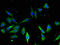 Annexin A2 antibody, A56863-100, Epigentek, Immunofluorescence image 