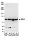 Histone-lysine N-methyltransferase EZH2 antibody, A304-197A, Bethyl Labs, Western Blot image 