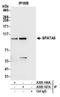 Spermatogenesis-associated protein 5 antibody, A305-167A, Bethyl Labs, Immunoprecipitation image 
