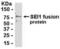 SERTA domain-containing protein 1 antibody, XW-7990, ProSci, Western Blot image 