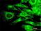 PKR2 antibody, H00005576-M01, Novus Biologicals, Immunofluorescence image 