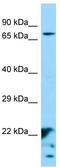 XK Related 6 antibody, TA333456, Origene, Western Blot image 