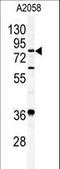 Acylaminoacyl-Peptide Hydrolase antibody, LS-C98808, Lifespan Biosciences, Western Blot image 