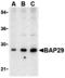 B Cell Receptor Associated Protein 29 antibody, MBS150375, MyBioSource, Western Blot image 