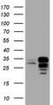Nucleoredoxin Like 2 antibody, CF501214, Origene, Western Blot image 