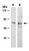 SRY-Box 9 antibody, orb67135, Biorbyt, Western Blot image 