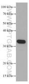Syntaxin 1B antibody, 66437-1-Ig, Proteintech Group, Western Blot image 