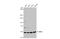 Malonyl-CoA decarboxylase, mitochondrial antibody, GTX110037, GeneTex, Western Blot image 