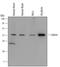 Laforin antibody, MAB5714, R&D Systems, Western Blot image 