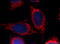 Aldehyde Dehydrogenase 1 Family Member A1 antibody, YF594-60171, Proteintech Group, Immunofluorescence image 