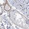 Sodium Channel And Clathrin Linker 1 antibody, HPA036560, Atlas Antibodies, Immunohistochemistry paraffin image 