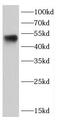 Caspase 2 antibody, FNab01288, FineTest, Western Blot image 