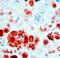 Kdap antibody, NB110-90605, Novus Biologicals, Immunohistochemistry frozen image 