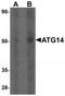 Autophagy Related 14 antibody, TA319838, Origene, Western Blot image 