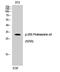 Proteasome subunit alpha type-3 antibody, STJ90556, St John
