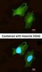 Disco Interacting Protein 2 Homolog B antibody, orb74265, Biorbyt, Immunofluorescence image 