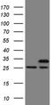 Protein-L-Isoaspartate (D-Aspartate) O-Methyltransferase antibody, CF809960, Origene, Western Blot image 