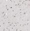 Mdm1 Nuclear Protein antibody, FNab05075, FineTest, Immunohistochemistry frozen image 