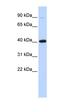 ZFP42 Zinc Finger Protein antibody, orb329865, Biorbyt, Western Blot image 