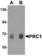 Protein Regulator Of Cytokinesis 1 antibody, PA5-34378, Invitrogen Antibodies, Western Blot image 