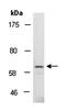 Notch Receptor 4 antibody, orb67113, Biorbyt, Western Blot image 