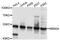 RNA Binding Motif Protein 34 antibody, abx136049, Abbexa, Western Blot image 