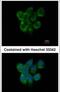 DNA dC->dU-editing enzyme APOBEC-3F antibody, PA5-31132, Invitrogen Antibodies, Immunofluorescence image 