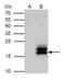 MAF BZIP Transcription Factor K antibody, PA5-78241, Invitrogen Antibodies, Immunoprecipitation image 