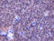Parathyroid Hormone 1 Receptor antibody, IQ398, Immuquest, Immunohistochemistry paraffin image 