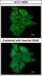 PH Domain And Leucine Rich Repeat Protein Phosphatase 2 antibody, GTX119004, GeneTex, Immunofluorescence image 