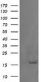 Growth arrest and DNA damage-inducible protein GADD45 gamma antibody, TA505489, Origene, Western Blot image 