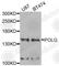 POLG antibody, A8451, ABclonal Technology, Western Blot image 