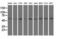 Syntrophin Alpha 1 antibody, M05370, Boster Biological Technology, Western Blot image 