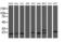 Chromosome 1 Open Reading Frame 50 antibody, LS-C172971, Lifespan Biosciences, Western Blot image 